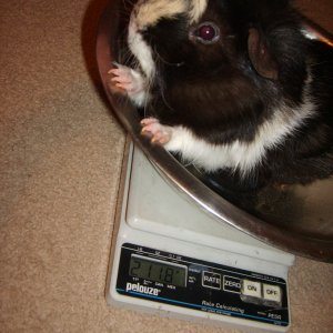 Charlie on the scale