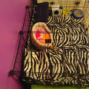 Millie's Clean Cage *Old*