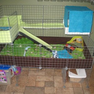 My cage for 2 boars