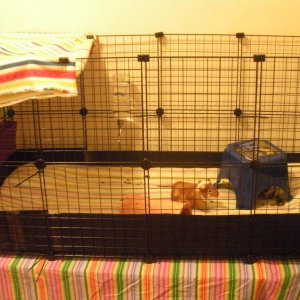 The Boys' Cage