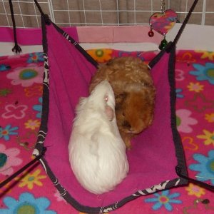 New piggie hammock