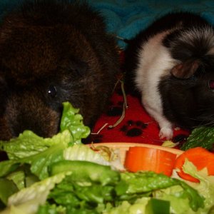 Chewie and Charlie have dinner