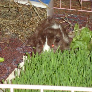 Riley and the wheatgrass