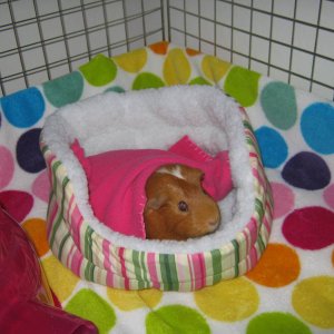 Bambi in her cuddle cup!