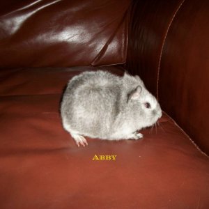 Abby, the new baby piggy :)