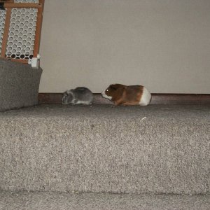 Two pigs, one stair case