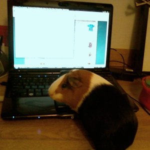 Lulu checking her email