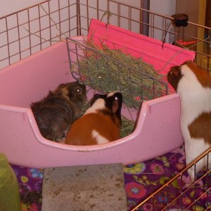 The girls hay box