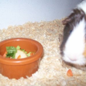 Buttercup lovees salad!