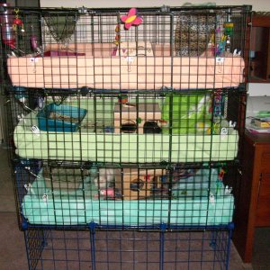 Three stacked piggie cages
