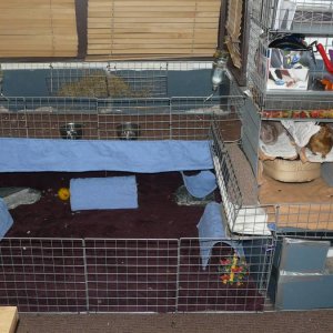 Maxi & Pebbles using the cuddle caves! - Guinea Pig Cages