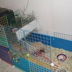 Patches & Puzzle's Cage