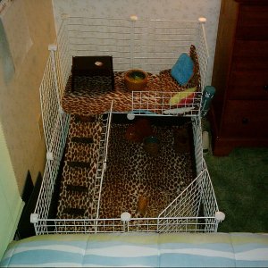 Rusty's New Cage