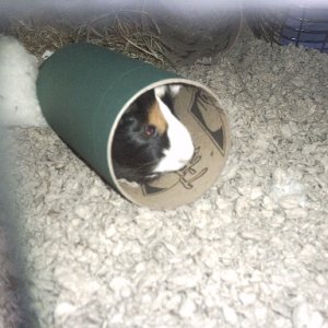Nova in her tube