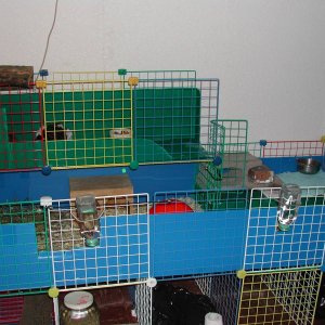 Patches & Puzzle's new cage