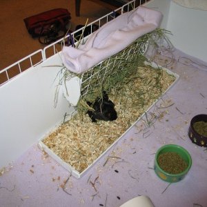 Grid hay rack and litter box