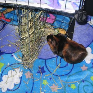 Peanut's Hay Rack