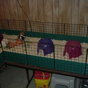 L-shaped cage expansion