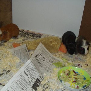 my three piggies at floor time!