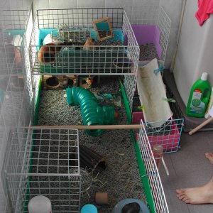 newly upgraded cage with 3rd floor