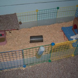 Side View of the piggers cage