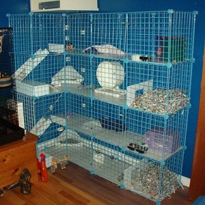 The Hedgie Apartment