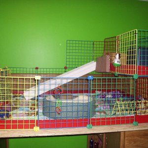 New cage! Bunk bed!