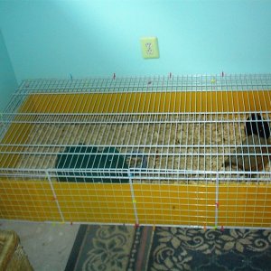 Izzy's Little Piggies Cage - Closed