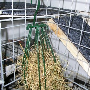 Bird food holder...turned guinea hay rack!