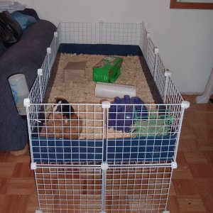 Cage Remodel