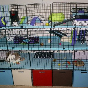 My guinea pig and rabbit cages