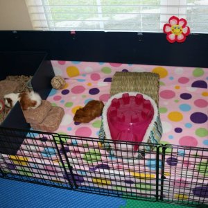 Cocoa & Mocha's cage with kitchen