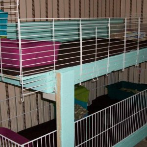 Multi-level cage for 4 boars