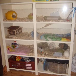 Shelf Cage