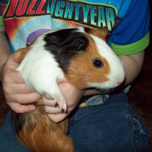 GuineaPig