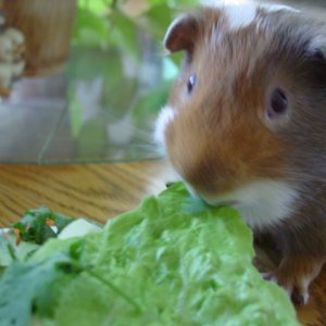 Hammie and the Lettuce