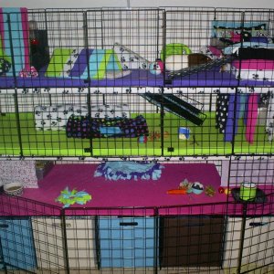 piggy and bunny cage
