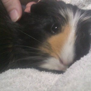 My dear piggy snuggling with me :)