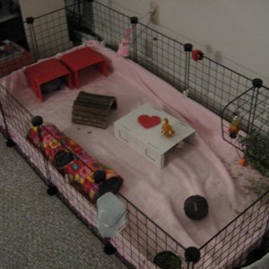 A Cage for two piggies- by Jenny Lien