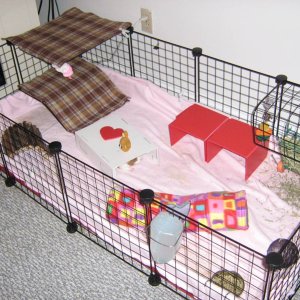 cage for 2 piggies- updated