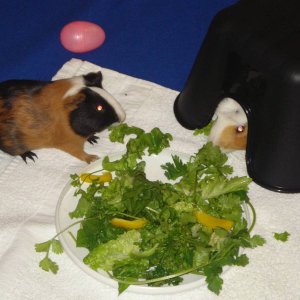 Yummmy  Salad