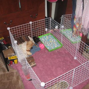 Nice Clean Cage for P&P