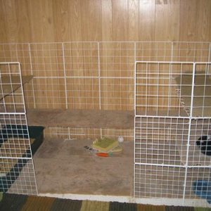 Foster Bunny Cage