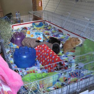 Wiggles and Giggles in the New cage