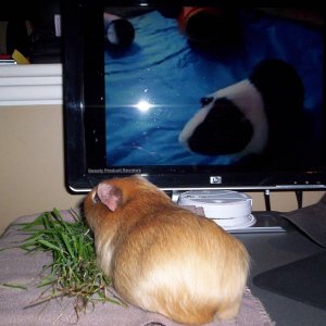 Nugget watching you-tube