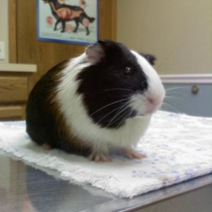 Boy guinea shops pig