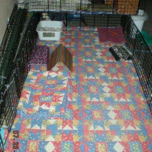Shauna &  Kerri's cage