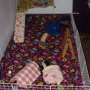 Daisy and Lily's cage