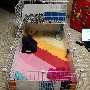 My cage