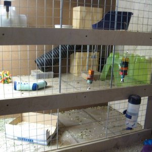 piggy cage